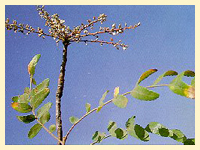 Boswellia