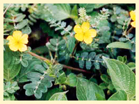 Tribulus